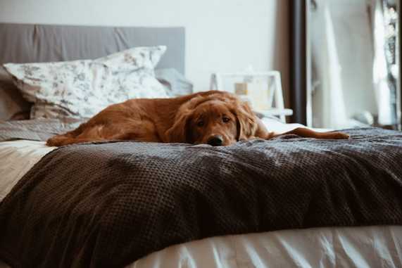 should puppies sleep alone