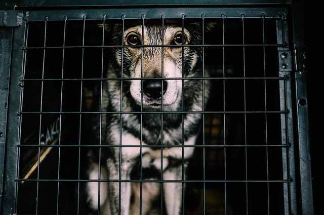 Is it OK to let your puppy sleep out of crate