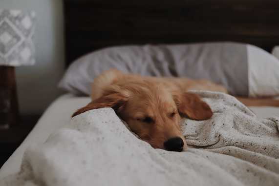 should puppies sleep in your room