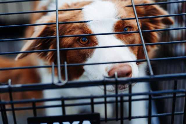 Puppy barking in the crate