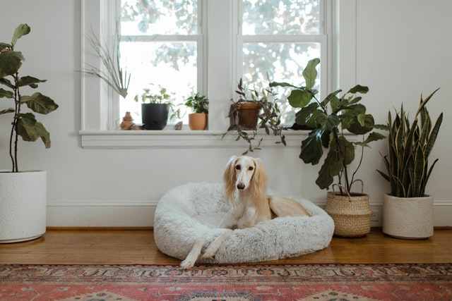 When should a dog stop sleeping in a crate