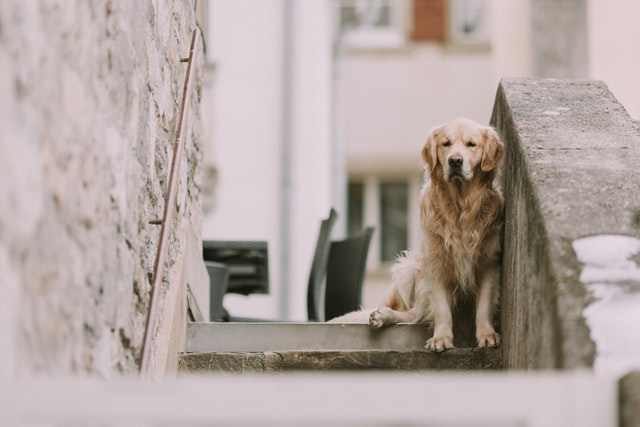 Why won’t my dog sleep downstairs?