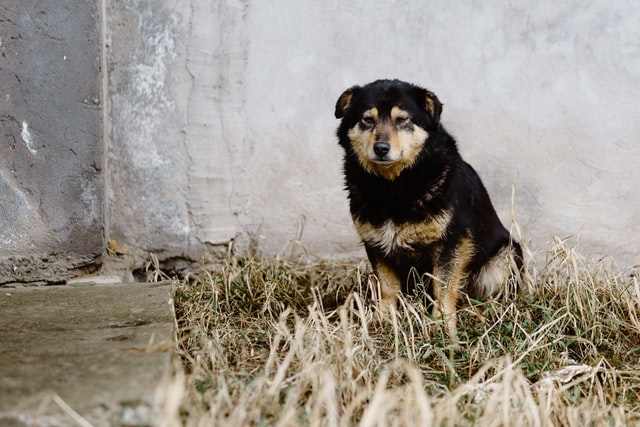 dog-proof backyard