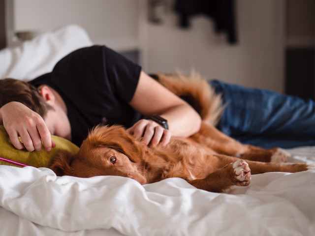 sleeping quality with dogs